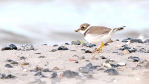 Common Ringed Plover