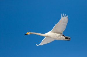 Whooper swan