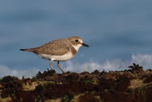 Greater Sand Plover