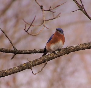 Eastern Bluebird