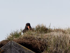 Oystercatcher