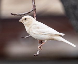 House Finch, probably female with some form of albinism.