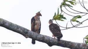 Wallace's Hawk-Eagle, Borneo