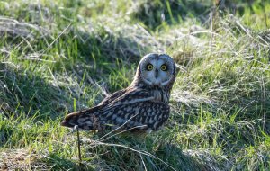 13-01-2023 Short Eared Owl 1.jpg