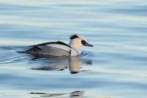 Drake Smew