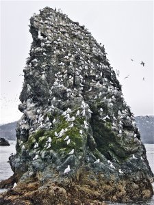 Gull Island Homer, Alaska