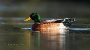 Northern Mallard