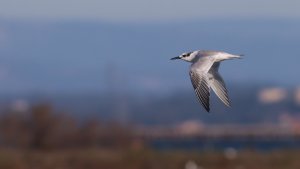 sandwich tern