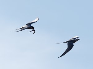 Arctic terns with food