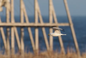 Kittiwake with nesting material