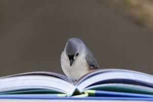 Who else enjoys reading about birds