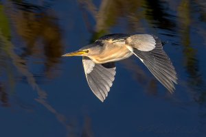 Little Bittern