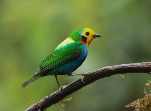 Multicoloured Tanager