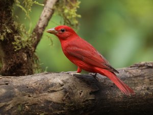 Summer Tanager