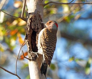 Northern Flicker.jpg