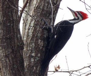 Pileated Woodpecker, male