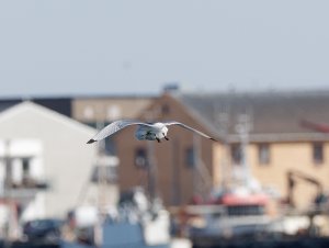 Black-legged kittiwake preening itself in-flight