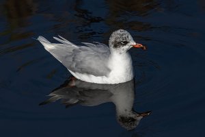 Mediterranean Gull