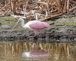 Spoonbill