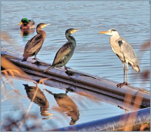 Grey Heron, Cormorants and male Mallard