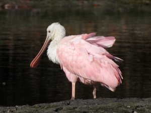 Spoonbill