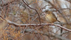 zitting cisticola