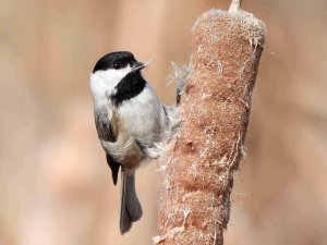 Carolina chickadee.jpg