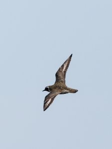 Golden plover in flight