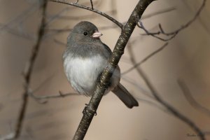 Juncos (finally) arrive in Connecticut.