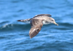 Cory's Shearwater