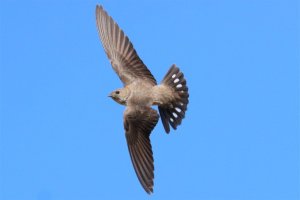 Crag Martin