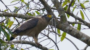 Crested Serpent Eagle with dead snake, Borneo