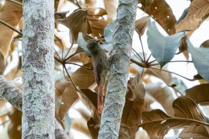 Duida woodcreeper