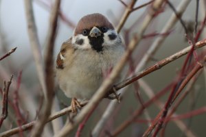 tree sparrow