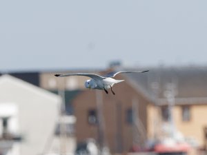 Kittiwake in-flight preening