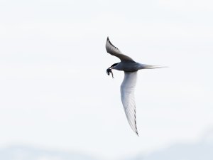 Arctic tern with food