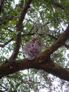 Red-Shouldered Hawk