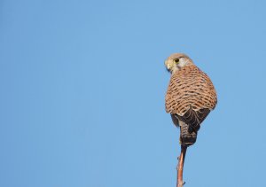 Common Kestrel