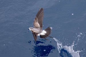 White-Faced Storm- Petrel
