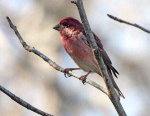 Purple Finch.jpg