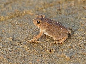 Arabian toad