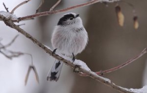 Long-tailed tit