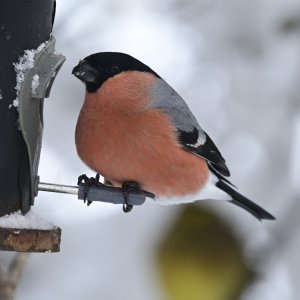 Winter wildlife 3