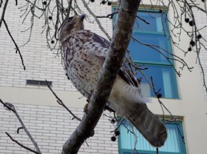 Red-Shouldered Hawk