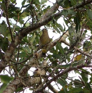 Palm Warbler