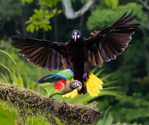 Montezuma Oropendola and Brown-hooded Parrot
