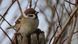 tree sparrow