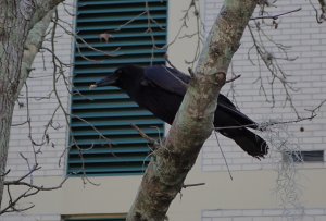 American Crow 1