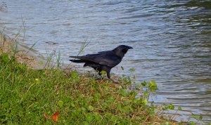 American Crow 2