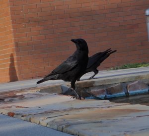 American Crow 3